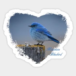 Mountain Bluebird Heart Sticker
